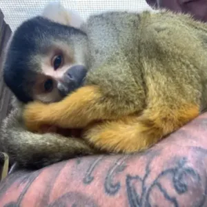 buy adult squirrel monkey