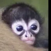 buy baby spider monkey