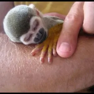 buy baby squirrel monkey