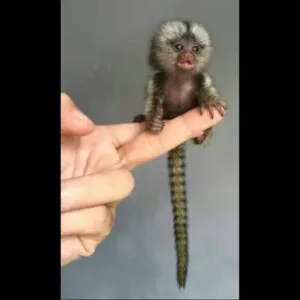 buy cute finger monkey pet