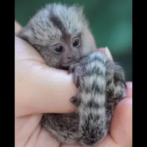 buy cute marmoset monkey pet