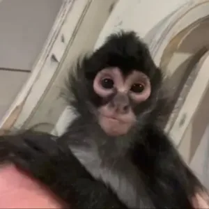 buy cute spider monkey