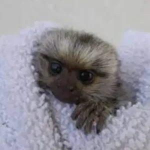 buy female finger monkey pet