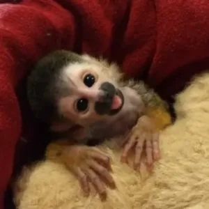 buy female squirrel monkey