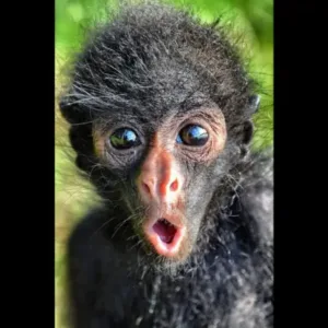 buy funny spider monkey