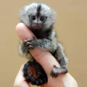 buy hand raised finger monkey pet