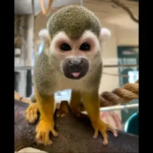 buy hand raised squirrel monkey