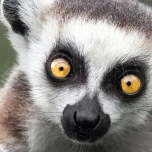 lemur