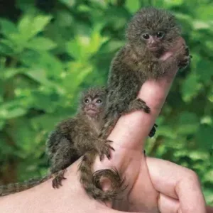 buy male and female finger monkey pet