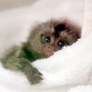 buy male finger monkey pet