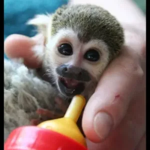 buy male squirrel monkey