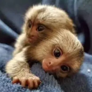 buy pair finger monkey pet