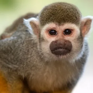 squirrel monkey