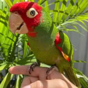 buy cherry-head-conure