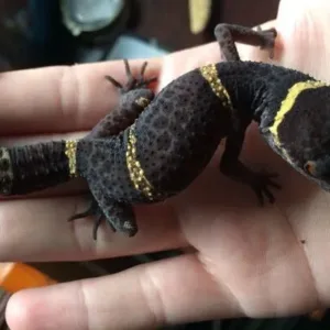 buy chinese-cave-gecko