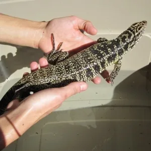 buy columbian tegu