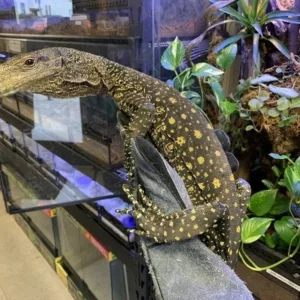 buy crocodile-monitor