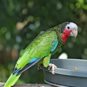 buy cuban-amazon-parrot