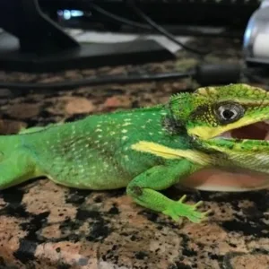 buy cuban-knight-anole