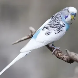 buy fancy-parakeet