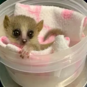 buy female mouse lemur