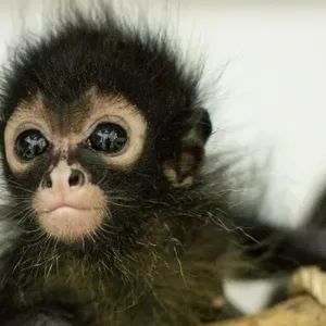 buy female spider monkey