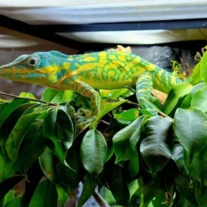 buy giant-blue-beauty-anole