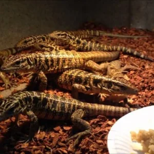 buy gold tegu