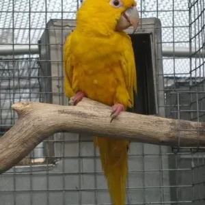 buy golden-conure