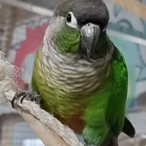 buy green-cheek-conure