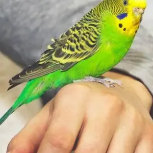 buy green-parakeet