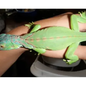 buy green iguana