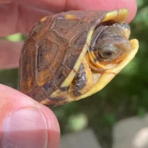 buy gulf coast box turtle