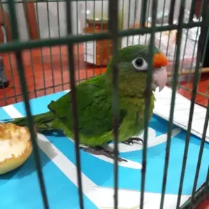 buy half-moon-conure