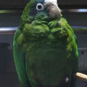 buy hispaniolan-amazon-parrot