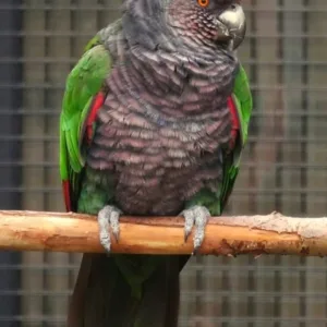 buy imperial-amazon-parrot