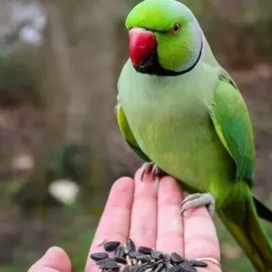 buy indian-ringed-parakeet