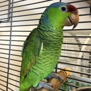 buy lilac-crowned-amazon-parrot