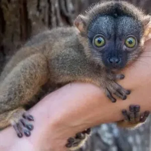 buy male brown lemur