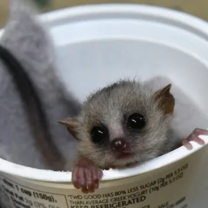 buy male mouse lemur