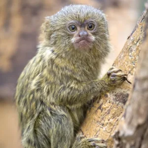 finger monkey