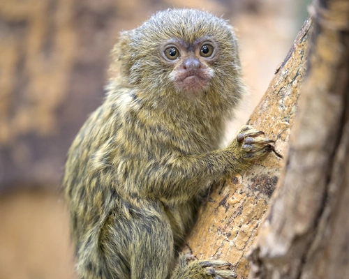 finger monkey for sale - 2024 best exotic pet shop