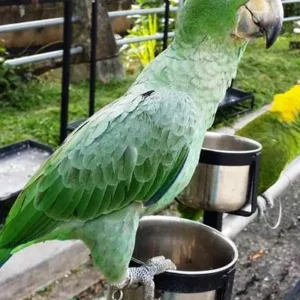 buy mealy-amazon-parrot