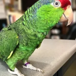 buy mexican-red-head-amazon-parrot