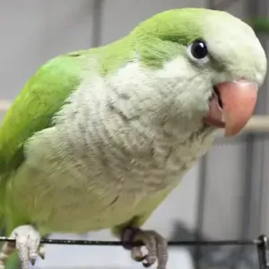 buy monk-parakeet