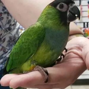 buy nanday-conure