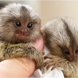 buy pair marmoset pet