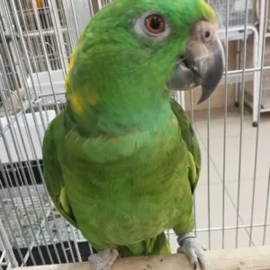 buy panama-amazon-parrot