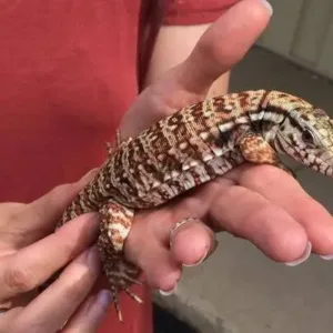 buy paraguayan red tegu