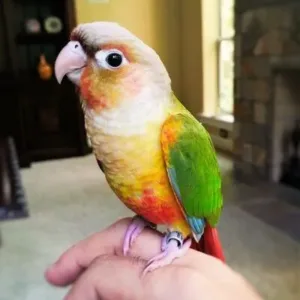 buy pineapple-conure